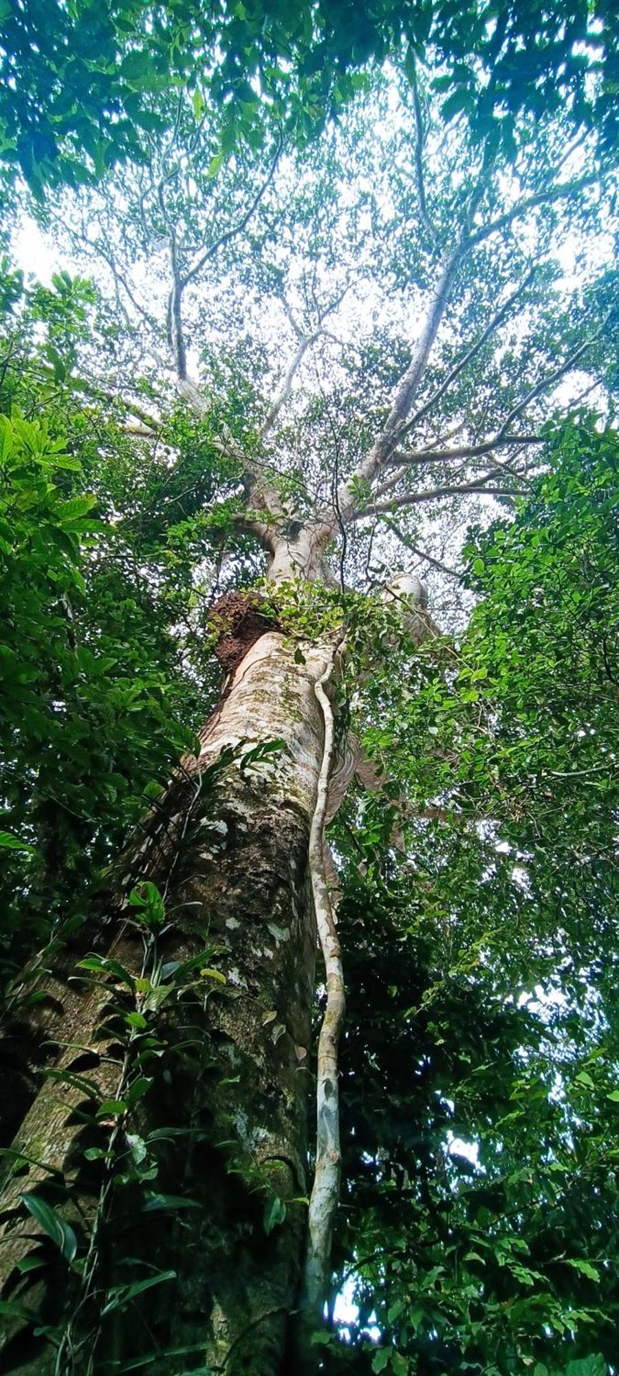 Hotel Ecologico Makalombia La Macarena 외부 사진